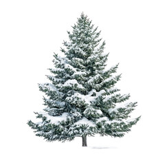 Fototapeta premium Snow-Covered Evergreen Tree with White Fluffy Snow in Winter