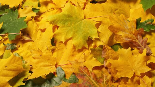 Autumn leaves background. Maple and oak fall leaf lay out. Fall concept