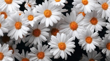 A close-up of a cluster of white daisies with yellow centers, set against a dark background.