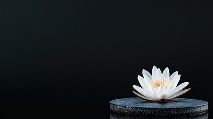 A single white water lily with delicate petals and a yellow center rests on a dark, textured pedestal against a deep black background. The lighting is soft and