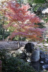 Autumn in Japan, Grey Heron and Autumn Leaves