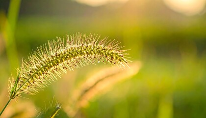 Golden Foxtail Grass in the Evening Light - A Close-Up.