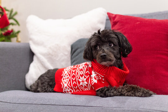 Black schnoodle dog wearing Christmas sweater on sofa. Schnauzer posing on sofa with decorated Christmas tree