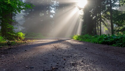 Obraz premium Sunlight streams through trees onto a dirt road in a forest, creating a mystical atmosphere.