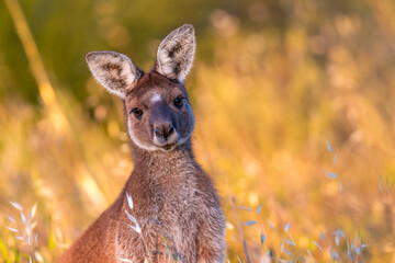 Western grey kangaroo (Macropus fuliginosus) at sunset, Perth Hills, Western Australia