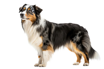 Majestic Australian Shepherd dog standing profile on a white studio background, perfect for pet care, lifestyle, and animalrelated promotional use