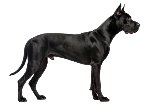 Majestic Black Great Dane dog standing profile view, noble breed portrait suitable for pet care advertising and animal health promotions.