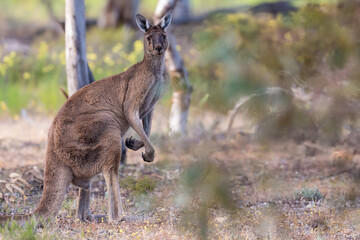 Male western grey kangaroo (Macropus fuliginosus), Dryandra woodland, Western Australia © Alex Cooper
