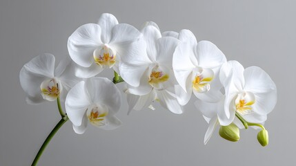 Obraz premium Several pristine white blooms of a tropical flowering plant are displayed against a muted backdrop