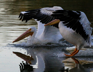 American White Pelicans Landing in Lake