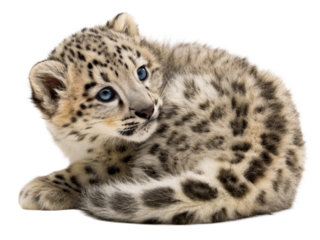 Adorable snow leopard cub with striking blue eyes curled up on a white surface, perfect for wildlife and conservation themes.