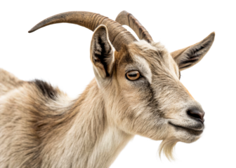Close up head profile of a domestic goat with impressive horns and a short beard, perfect for farming, agricultural, or livestock content.