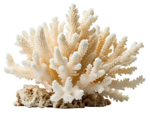 Delicate bleached coral structure with intricate branches and rough base, perfect for underwater nature scenes or spa decor concepts