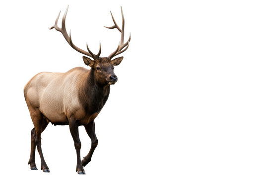 Majestic elk with large antlers standing tall, wildlife animal photography, nature, mammal, deer, buck, isolated on transparent background