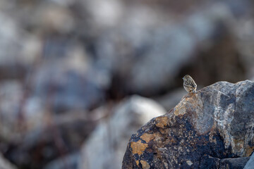 Wildlife portrait: The bunting is sharply focused against a soft, blurred background of its natural, rugged habitat. The scene emphasizes its connection to rocky terrain.