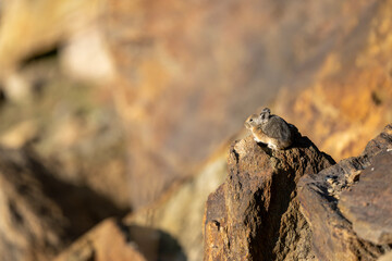 Pika's Domain: Wide View of a Mountain Landscape with Wildlife