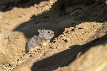 Himalayan Huddle: Small Pika Enjoying Sunlight on a Crag