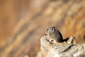 Morning Sentinel: Royle's Pika on Rock in Wide Mountain Shot