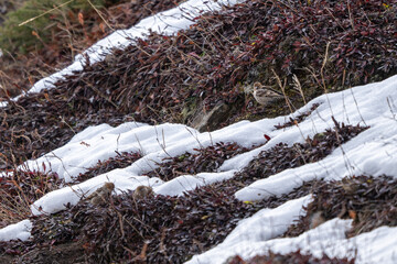 A Plain Mountain Finch (Leucosticte nemoricola) foraging on the ground amidst fresh snowfall. The bird's subtle plumage contrasts with the pristine white snow.