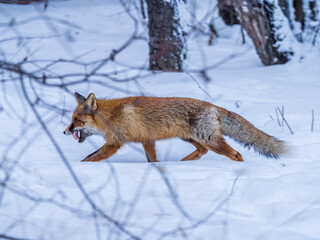 European Red Fox (Vulpes vulpes) in winter forest