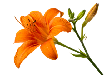 Vibrant orange daylily flower with buds and stem, showcasing delicate petals and stamen, perfect for floral design and nature themes.