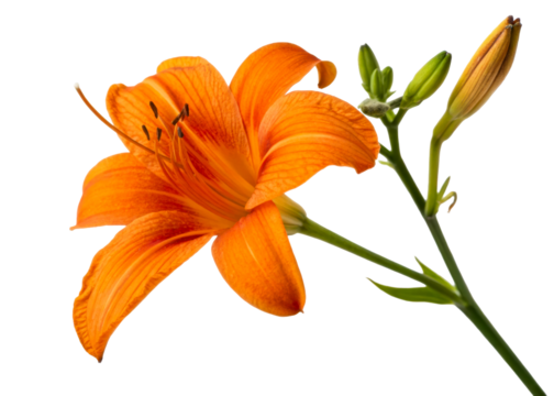 Vibrant orange daylily flower with buds and stem, showcasing delicate petals and stamen, perfect for floral design and nature themes.