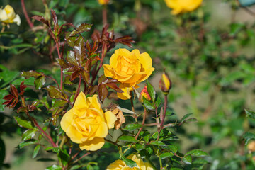 秋の日差しを浴びて咲く鮮やかな黄色いバラの花
