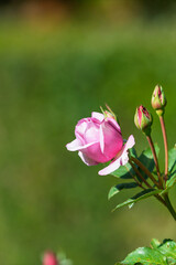 緑の背景に映えるピンクのバラの蕾とコピースペース