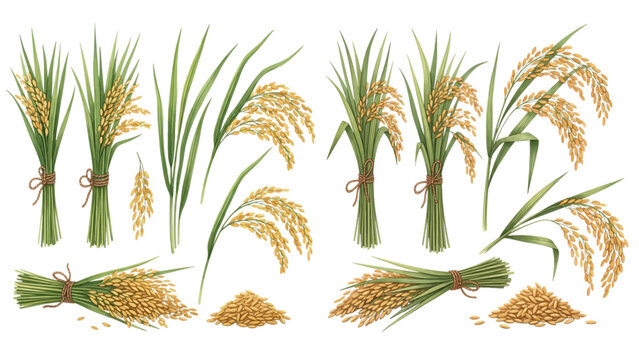 A detailed collection of ripe rice plants, showing golden ears, green stalks, tied sheaves, and loose grains.
