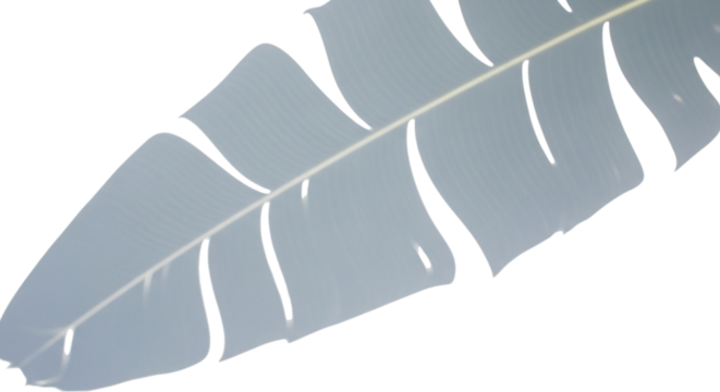 Soft shadow of a tropical banana leaf creating a natural pattern, isolated on white isolated on transparent background