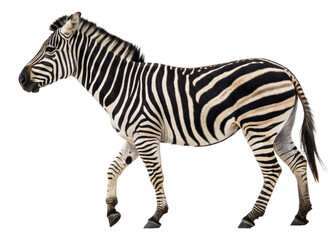Naklejka premium Majestic zebra captured in motion walking against a plain background suitable for diverse wildlifethemed projects and educational materials