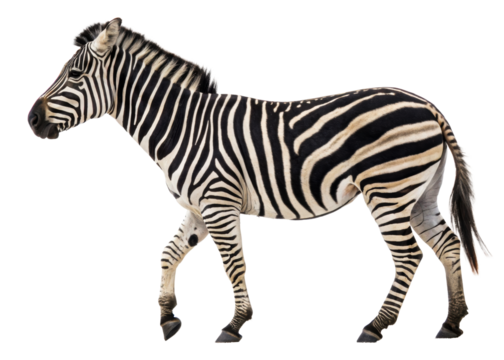 Majestic zebra captured in motion walking against a plain background suitable for diverse wildlifethemed projects and educational materials