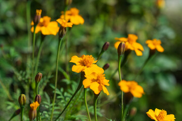 庭園の花壇に咲く鮮やかなオレンジ色と黄色のマリーゴールドの花