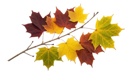 Whole ripe fresh pineapple fruit standing upright isolated on a clean white background