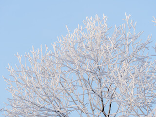 Tree branches in winter covered with snow and frost in snowfall on blue sky background. Frozen tree branches.