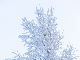 Tree branches in winter covered with snow and frost in snowfall on blue sky background. Frozen tree branches.