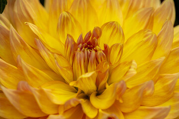 Dahlia flower orange with yellow edges in garden. flower background concept