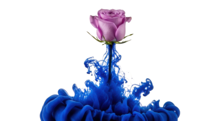 Pink Mauve Rose Flower Emerging from Dynamic Swirling Dark Blue Ink Underwater