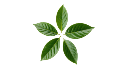 Five green plant leaves arranged in a star shape isolated on transparent background