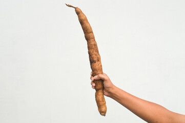 Hand holding a long, raw Cassava (Manihot esculenta) root against a white background. Concept of fresh harvest, organic agriculture, and starch-rich food ingredients.