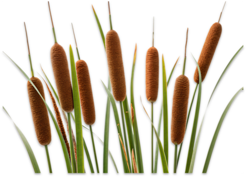 Cattail Field: An artistic display of cattails and reeds in a vibrant, close-up shot, offering a glimpse into the serene beauty of the marshland.