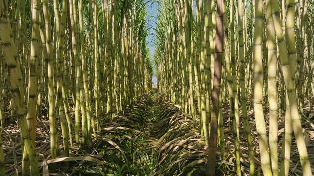 Lush Green Sugarcane Field Under Blue Sky Ready for Harvest