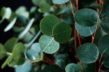 Detailed close up view of deep green rounded eucalyptus leaves on thin stems with dark background