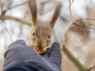 Obraz premium Squirrel eats nuts from a man's hand. Caring for animals in winter or autumn.