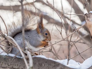 The squirrel with nut sits on tree in the winter or late autumn