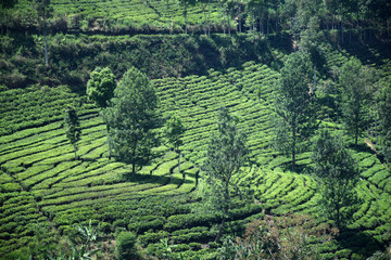 A vast expanse of tea plantations in the hills of the Sirah Kencong area of ​​Blitar, Indonesia