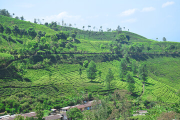 A vast expanse of tea plantations in the hills of the Sirah Kencong area of ​​Blitar, Indonesia