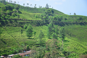 A vast expanse of tea plantations in the hills of the Sirah Kencong area of ​​Blitar, Indonesia