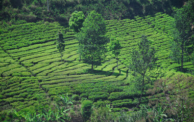 A vast expanse of tea plantations in the hills of the Sirah Kencong area of ​​Blitar, Indonesia