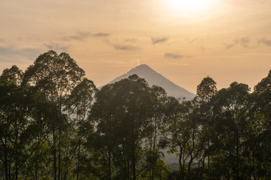 The dramatic silhouette of eucalyptus trees against an orange sky, with a conical volcano peak and light mist rising in the background. - Powered by Adobe